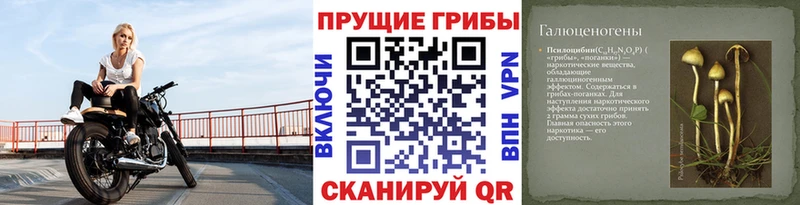 Галлюциногенные грибы Psilocybe  купить наркотик  Кинель 